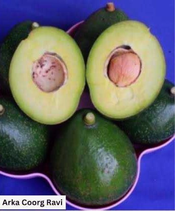 Avocado Variety Arka Ravi