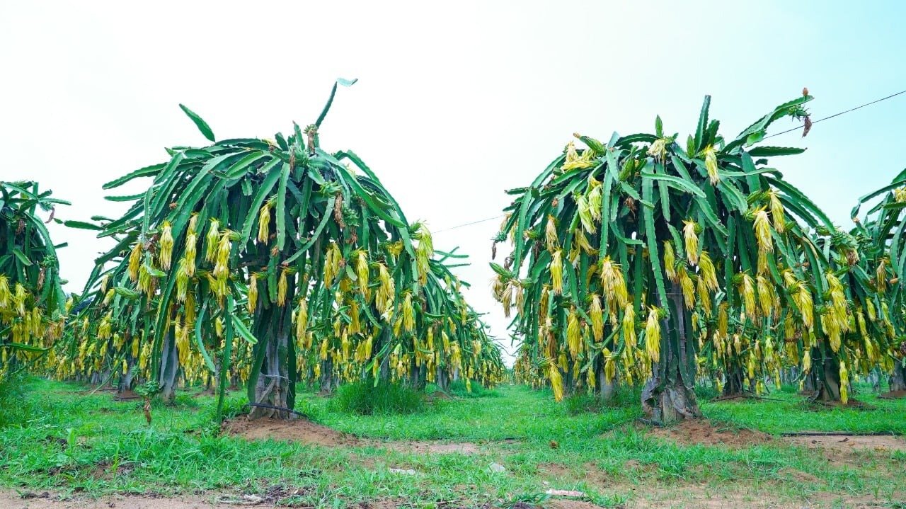 Dragon Fruit Research