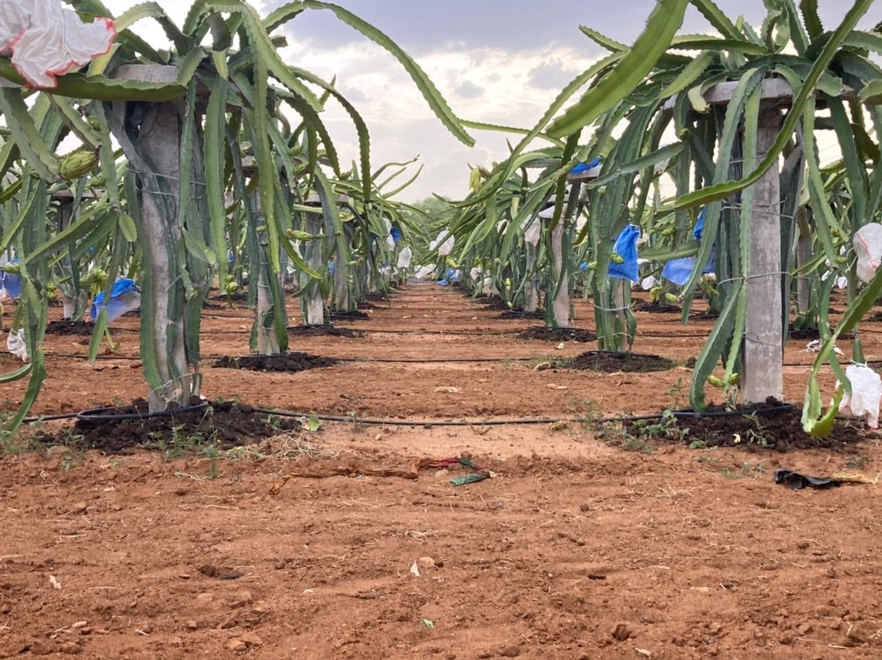 Dragon Fruit Research