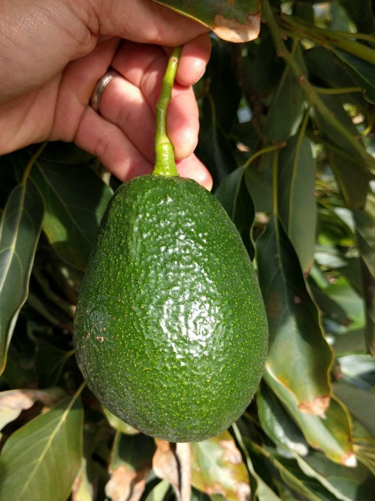Pinkerton Avocado
